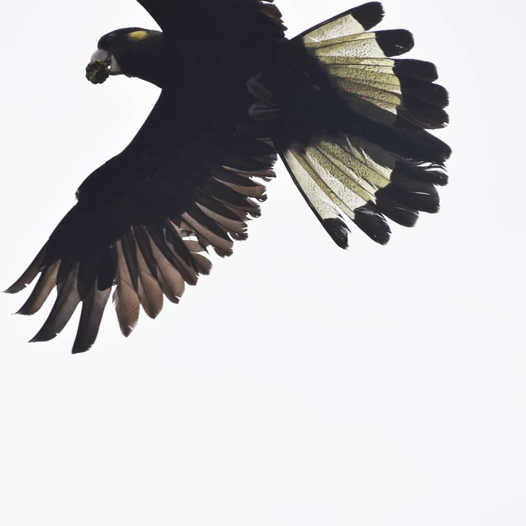black cockatoo and banksia emma