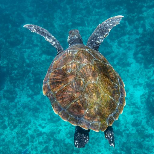 Wild Byron Sea Safaris